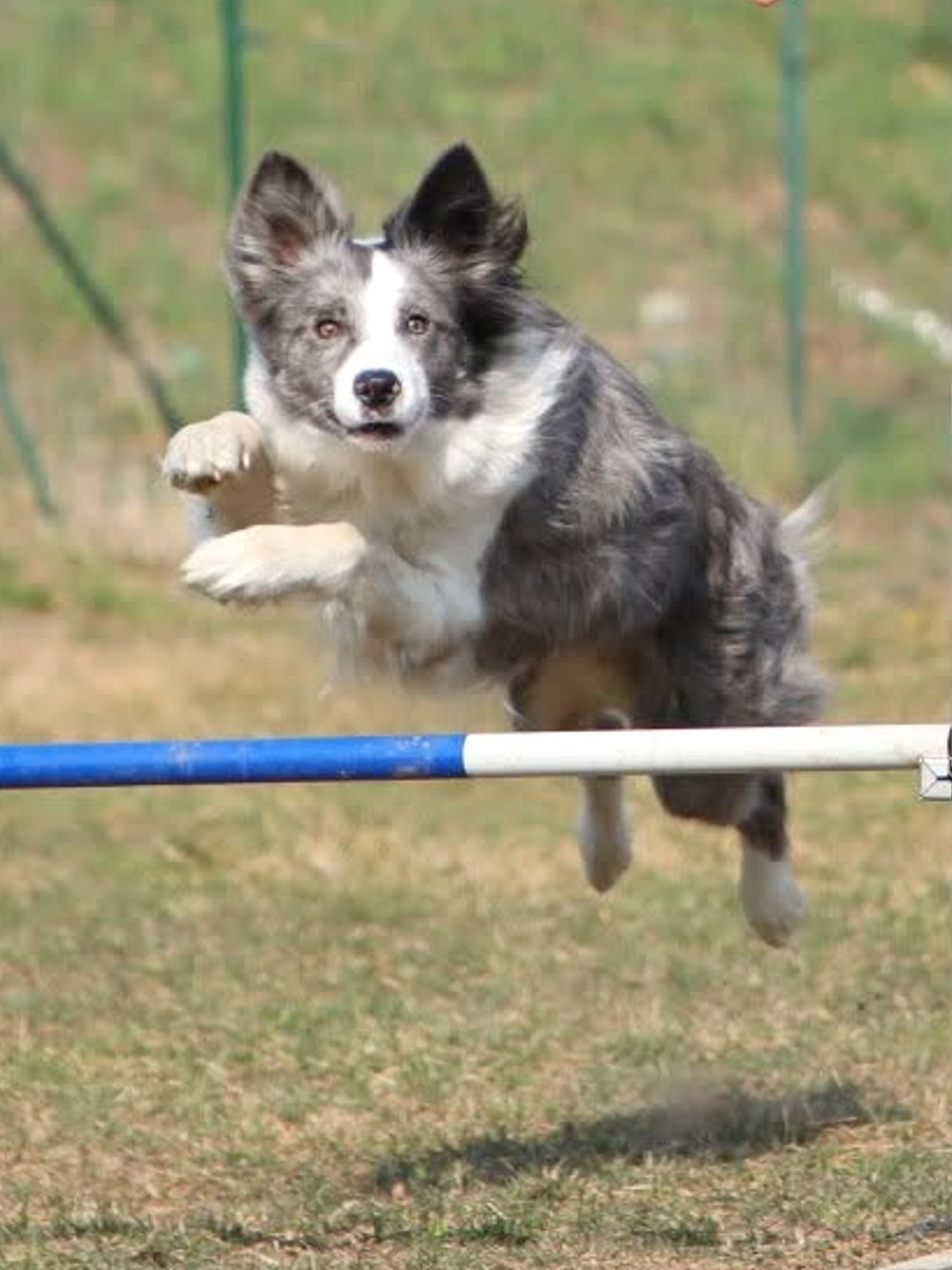 Attività sportive cinofile a Torino — border collie che salta un ostacolo di agility