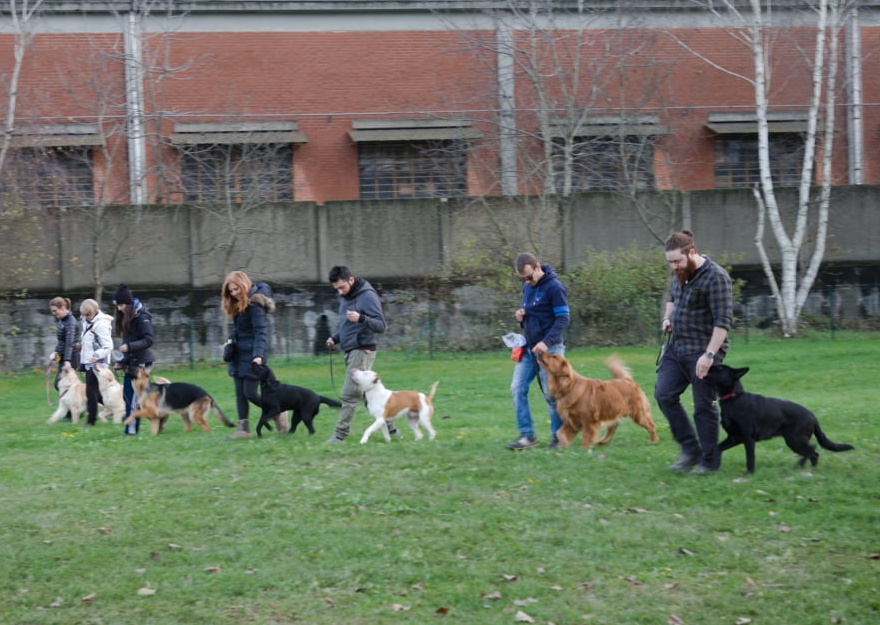 Educazione avanzata a Torino — gruppo di cani al guinzaglio con i proprietari durante una lezione
