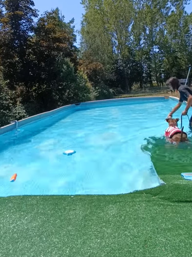 Piscina per cani a Torino — cane con salvagente che nuota durante una seduta