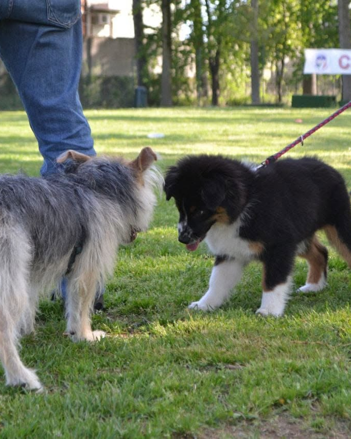 Due cani che si incontrano al guinzaglio durante la socializzazione