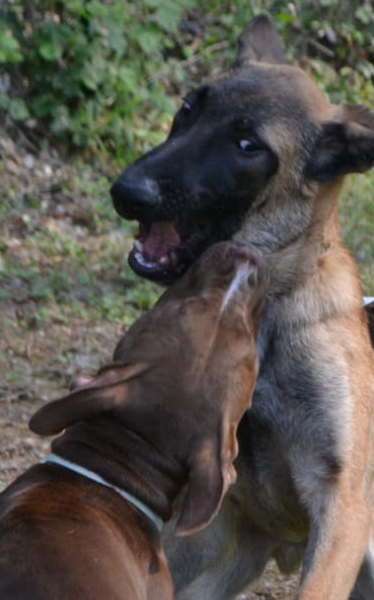 Corso Puppy a Torino — cuccioli che giocano e socializzano
