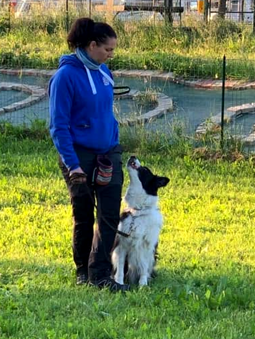 Gloria e Chevy — il border collie seduto in attenzione durante il lavoro