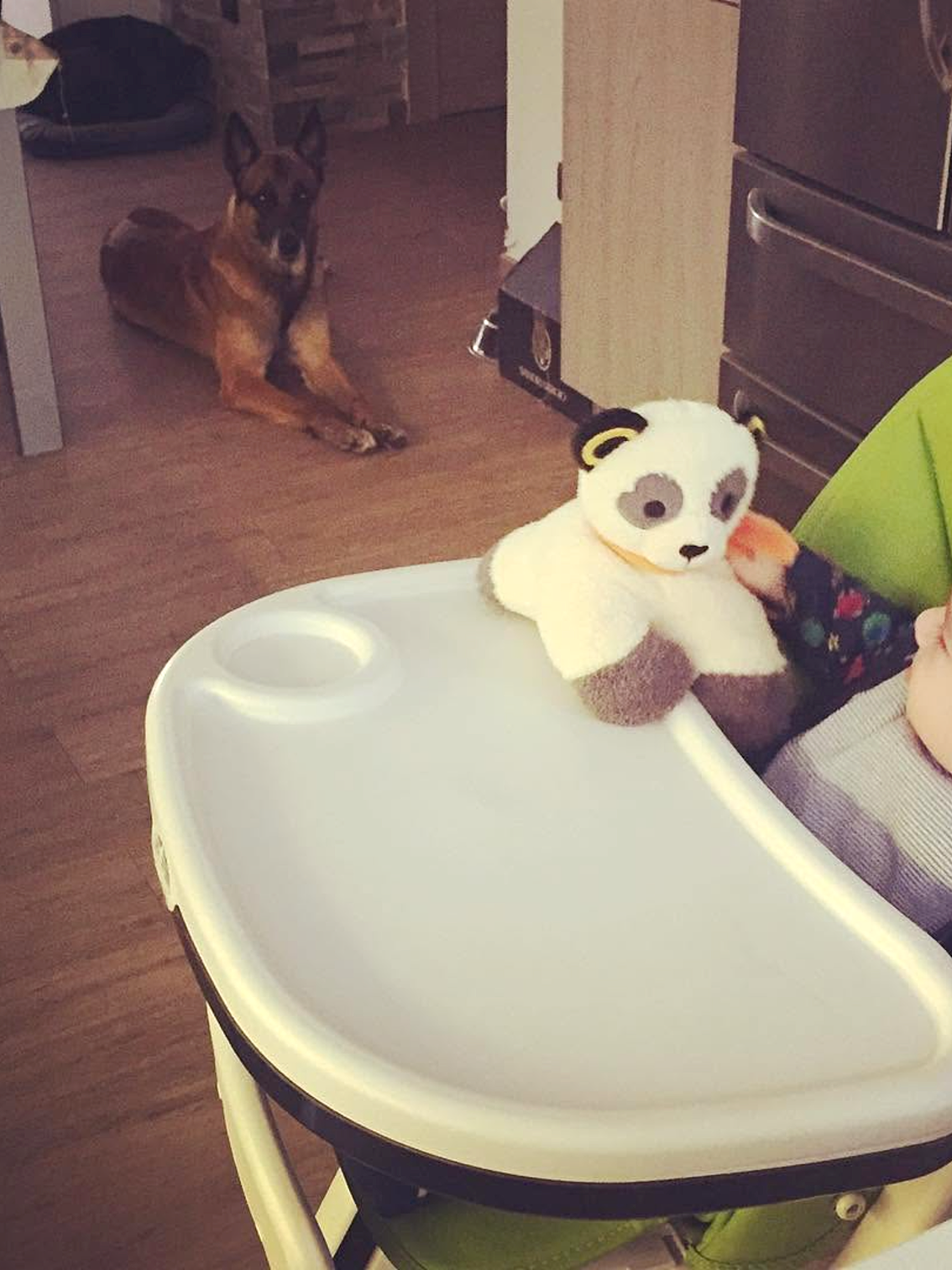 Visite a domicilio a Torino — il cane nel suo ambiente domestico durante la vita di tutti i giorni